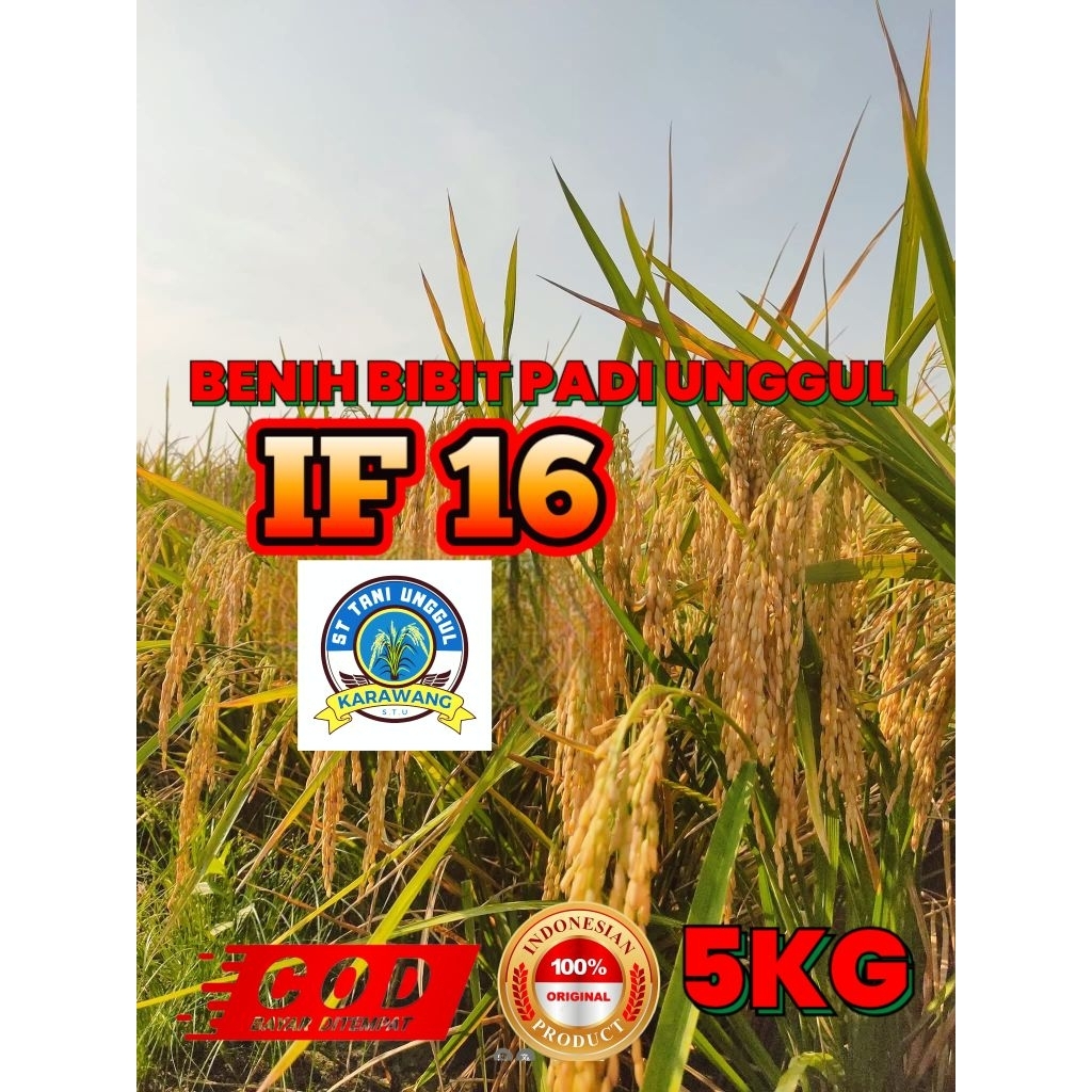 BENIH BIBIT PADI UNGGUL IF 16 KEMASAN 5KG