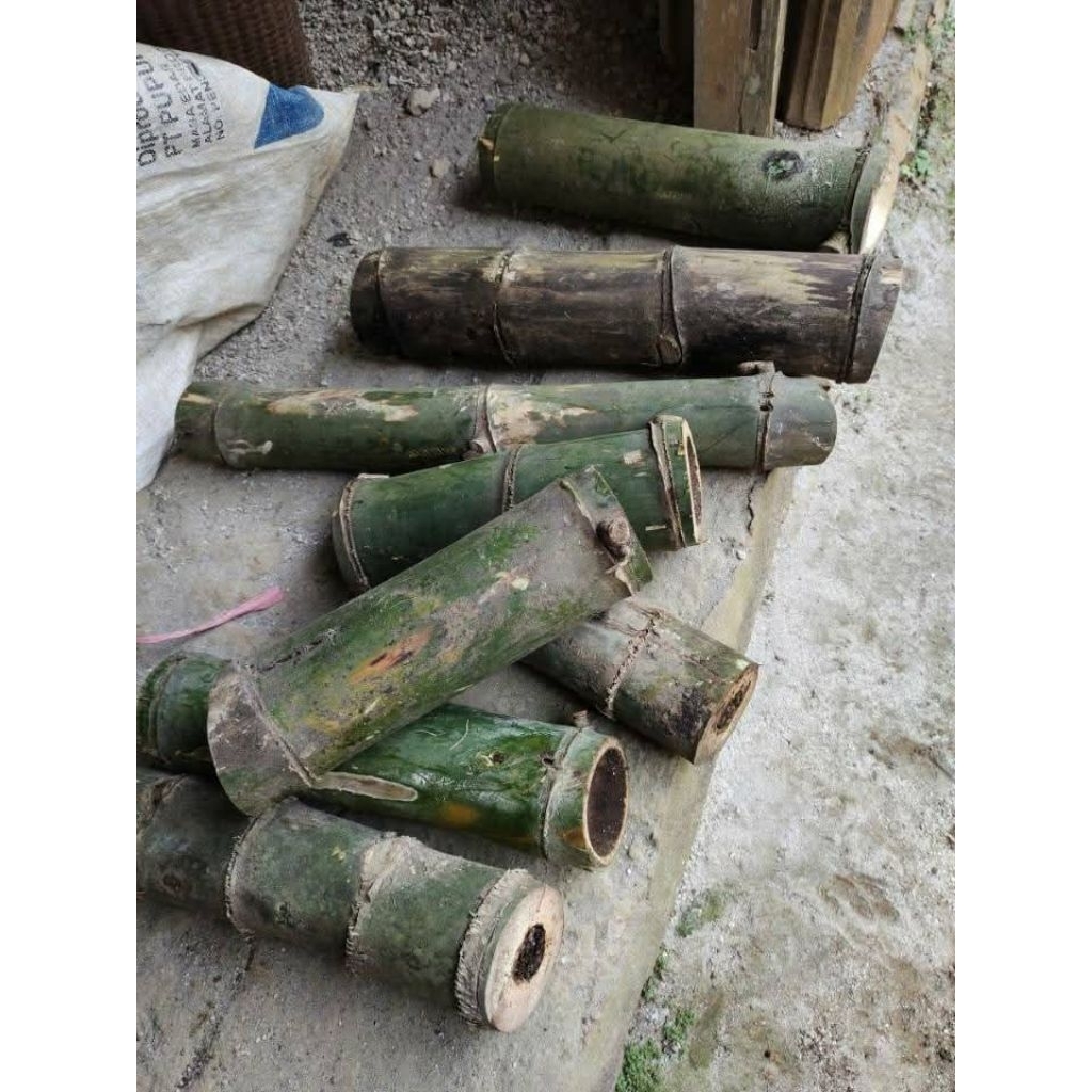 Bibit lebah klanceng bagus dan sehat