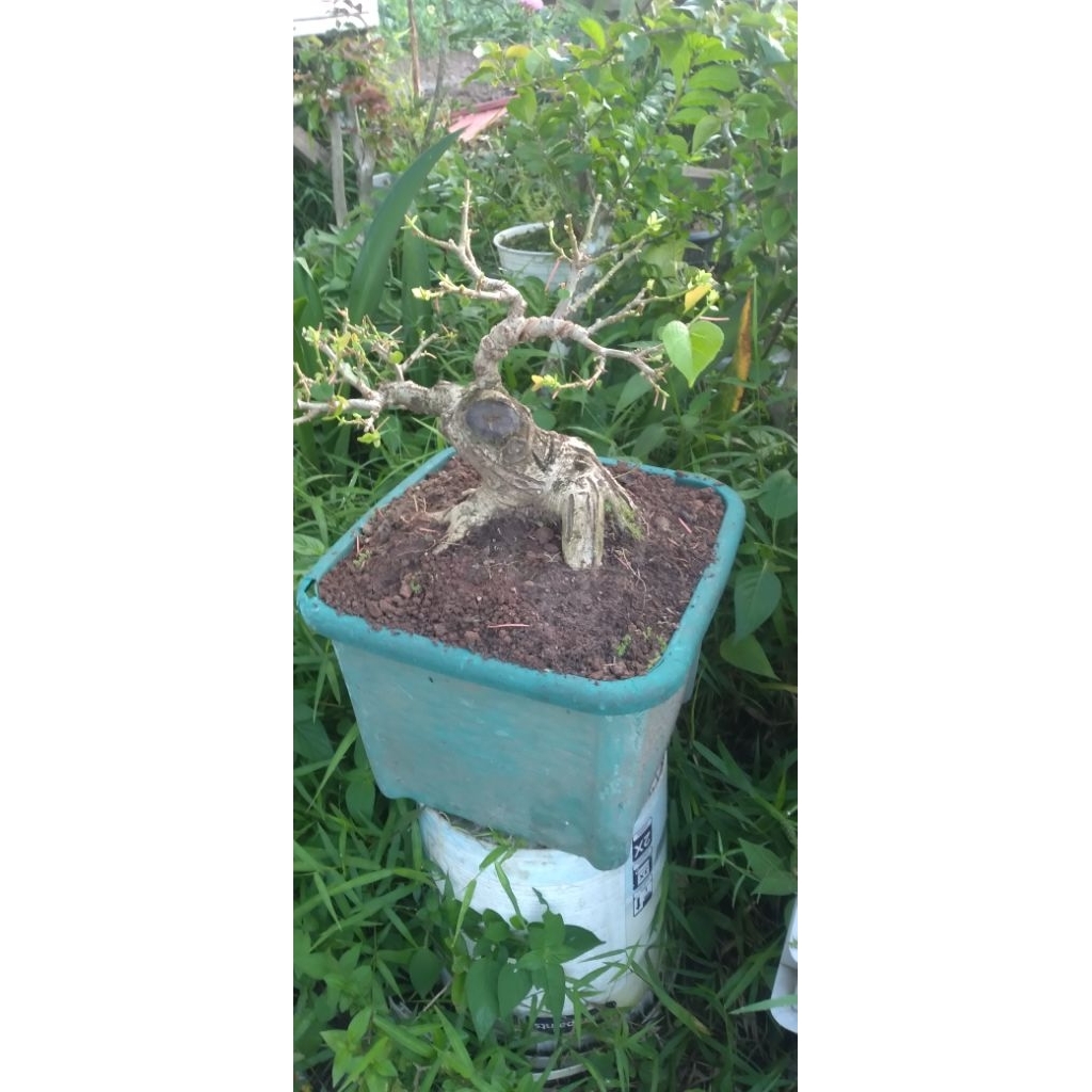 Bonsai waru taiwan small berkarakter