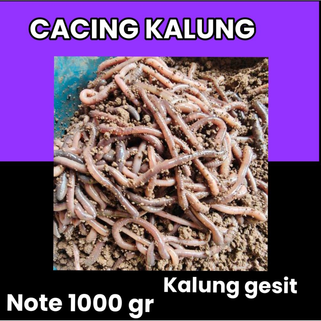 cacing kalung cacing tanah jenis kalung 1kg pqkan ikan / umpan mancing