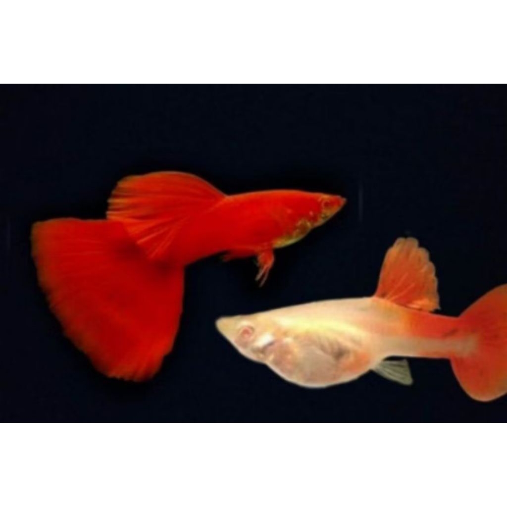 Replika GUPPY AFR BIG DORSAL / PASANG