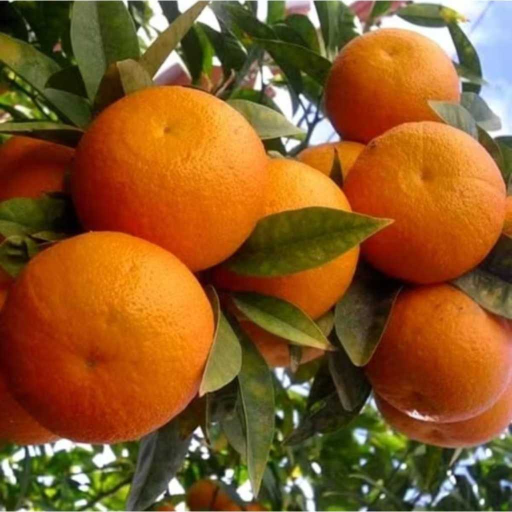 Bibit jeruk sunkist okulasi siap berbuah