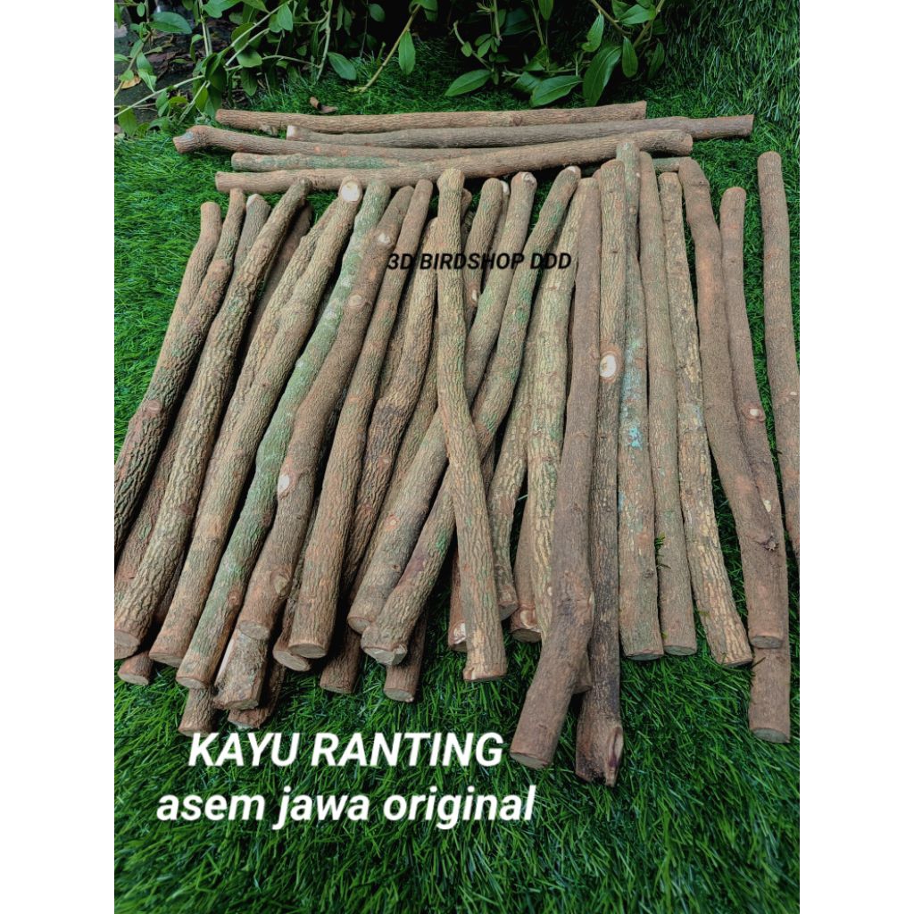 tangkringan asem jawa original kacer, cendet