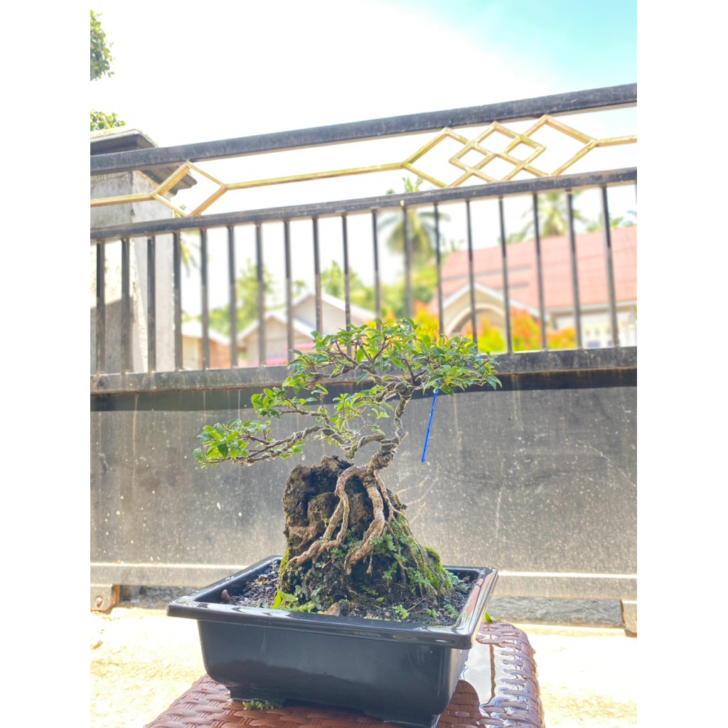 Bonsai Siap Pajang Sakura Micro