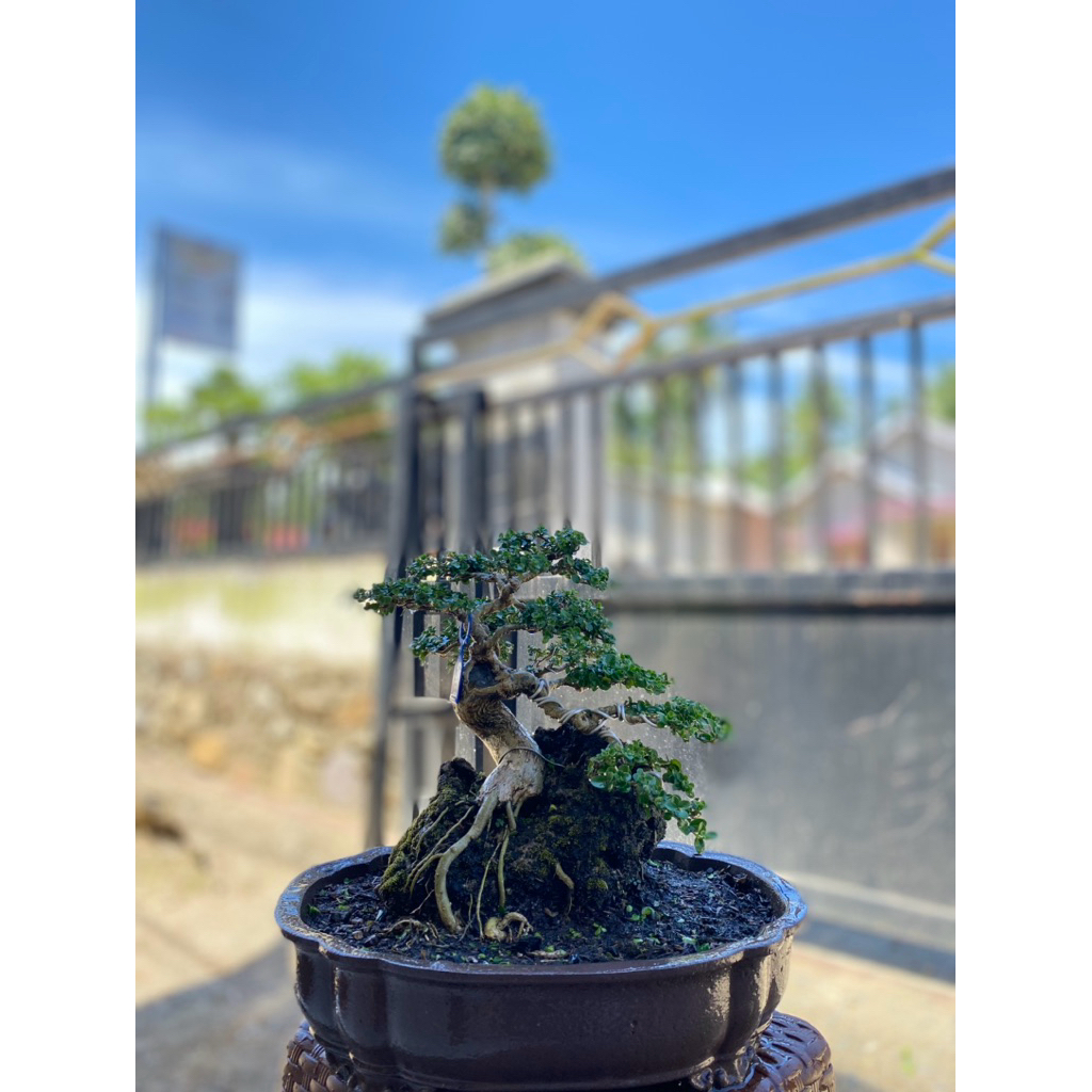Bonsai sancang siap Pajang