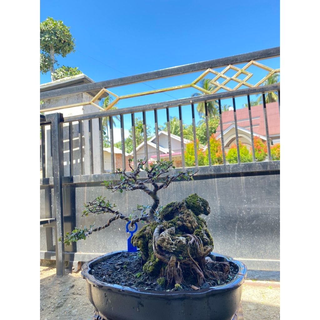 Bonsai siap pajang Ulmus