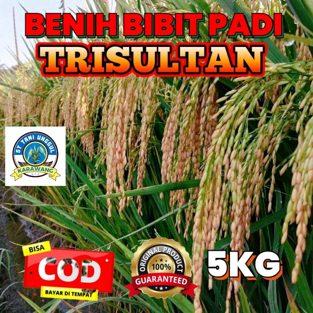 BENIH BIBIT PADI TRISULTAN SUPER KEMASAN 5KG