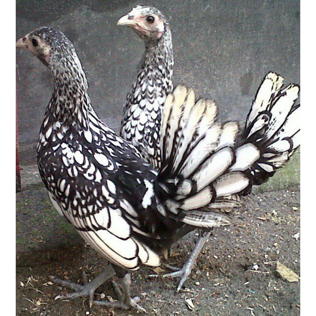 ayam_Batik_Itali