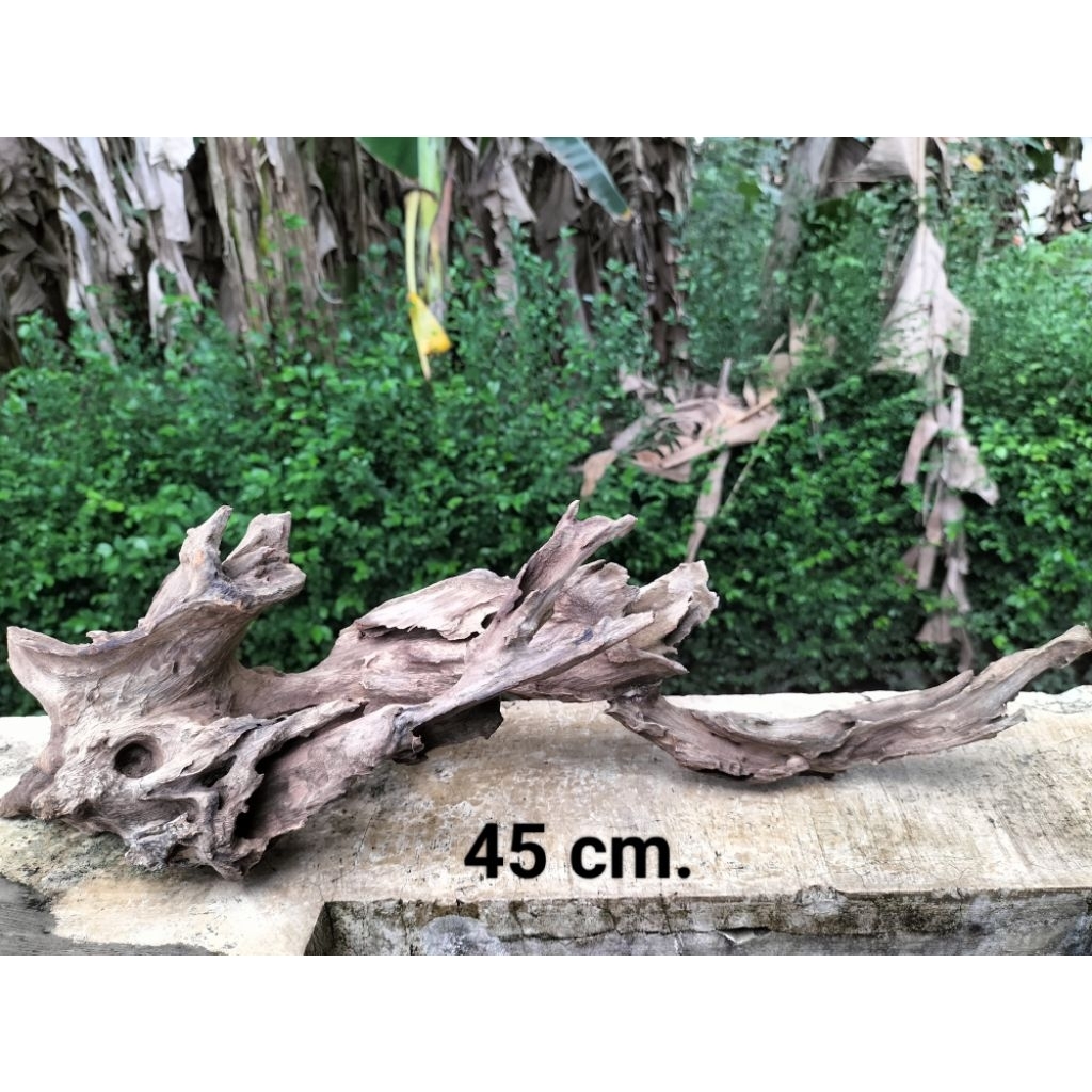 kayu hias aquarium, aquascape, vivarium. terbaik