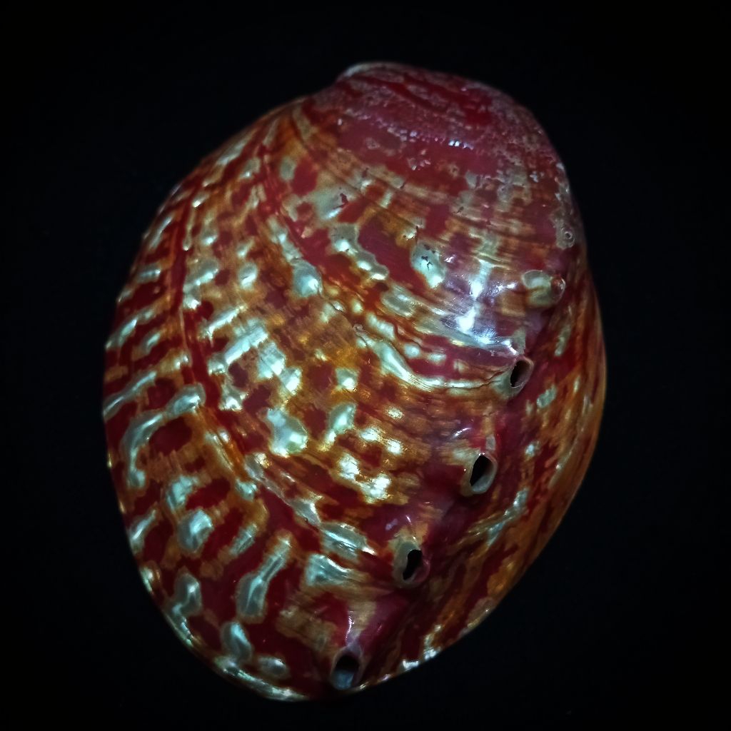 Cangkang kerang Red abalone california mutiara polished