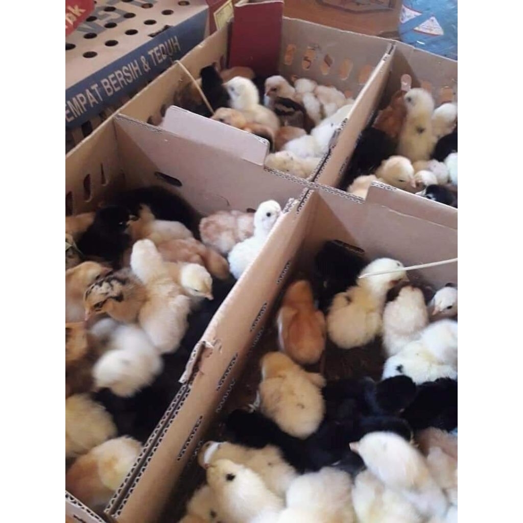 DOC Ayam JOPER GROSIR