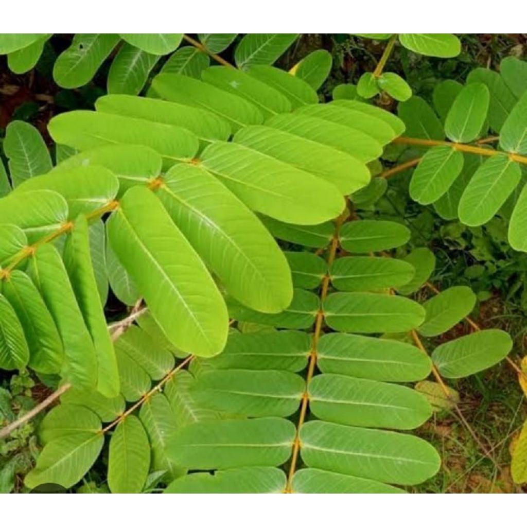 daun ketepeng segar tanaman obat penyakit kulit per pcs