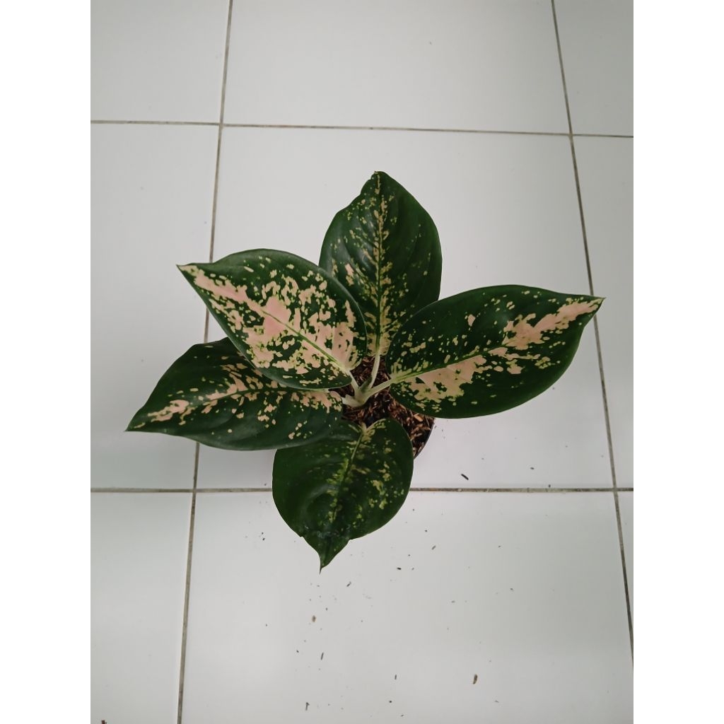 Aglaonema suksom white