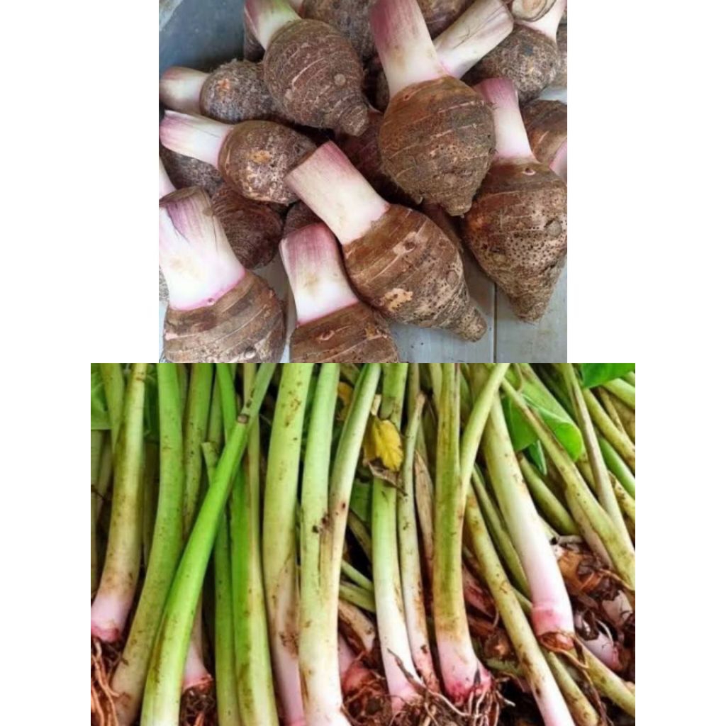 5 bibit talas pratama 2  talas bentul p2