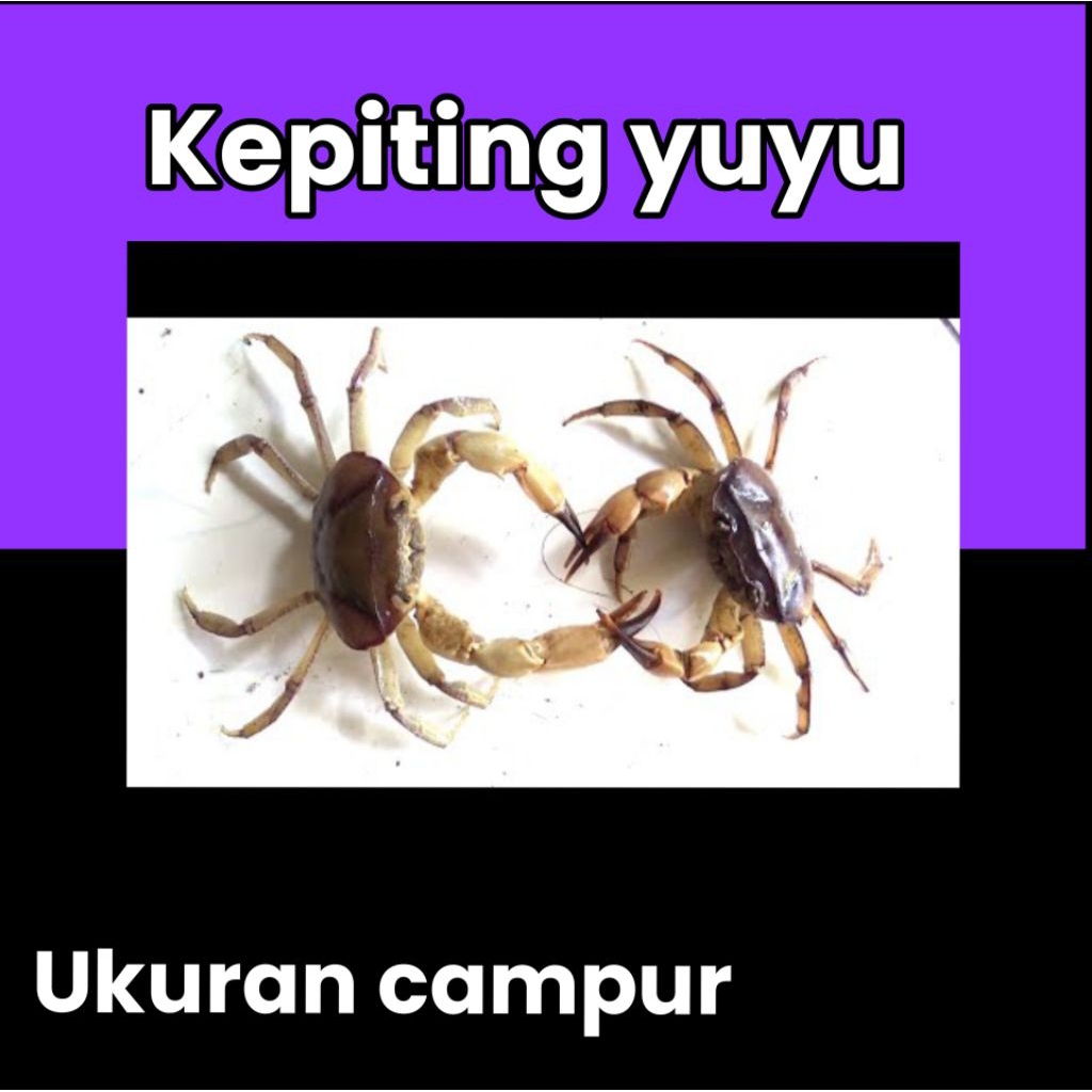 kepiting yuyu sawah hidup harga/ekor ukuran random