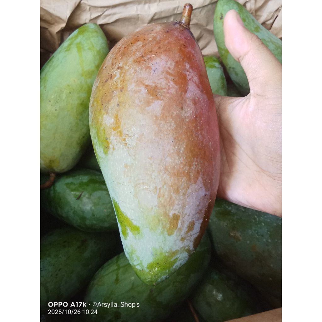 Mangga Viral Kiojay Thailand Mangga Rujak Manis Garing Segar