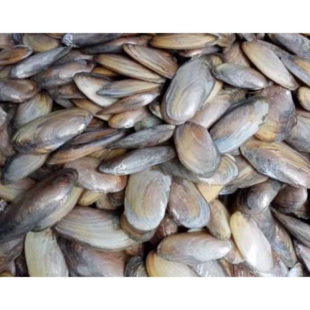 kijing sawah hidup 1kg