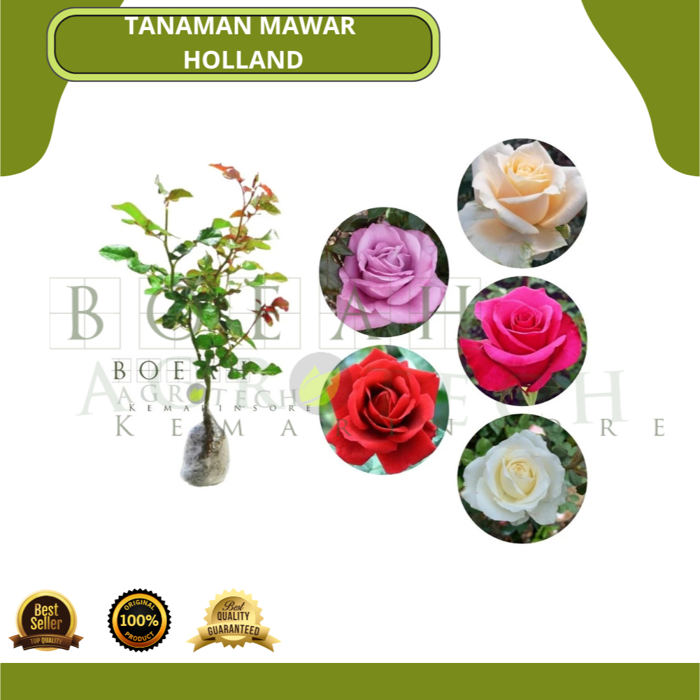 Tanaman Bibit Bunga Mawar Holland Cantik Bisa Pilih Warna Kelopak Bunga Besar Bibit Mawar Untuk Bung