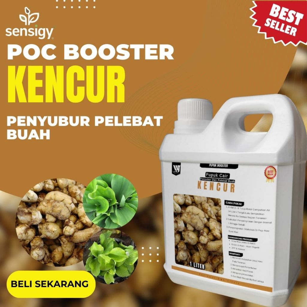 Pupuk Kencur Pembesar Rimpang Booster Kencur Cepat Berbuah Lebat Pupuk Kencur Penyubur Rimpang