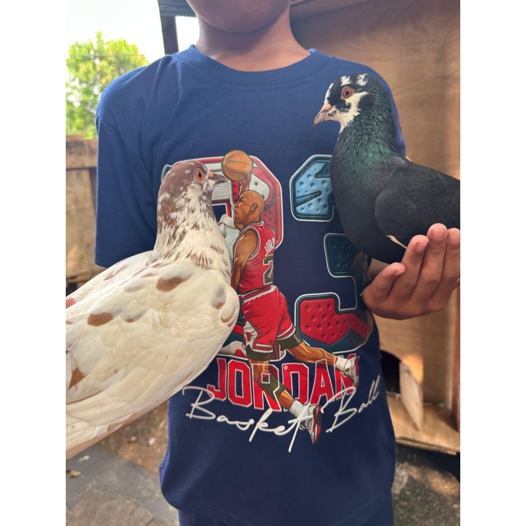 Merpati/Burung dara warna blantong hitam