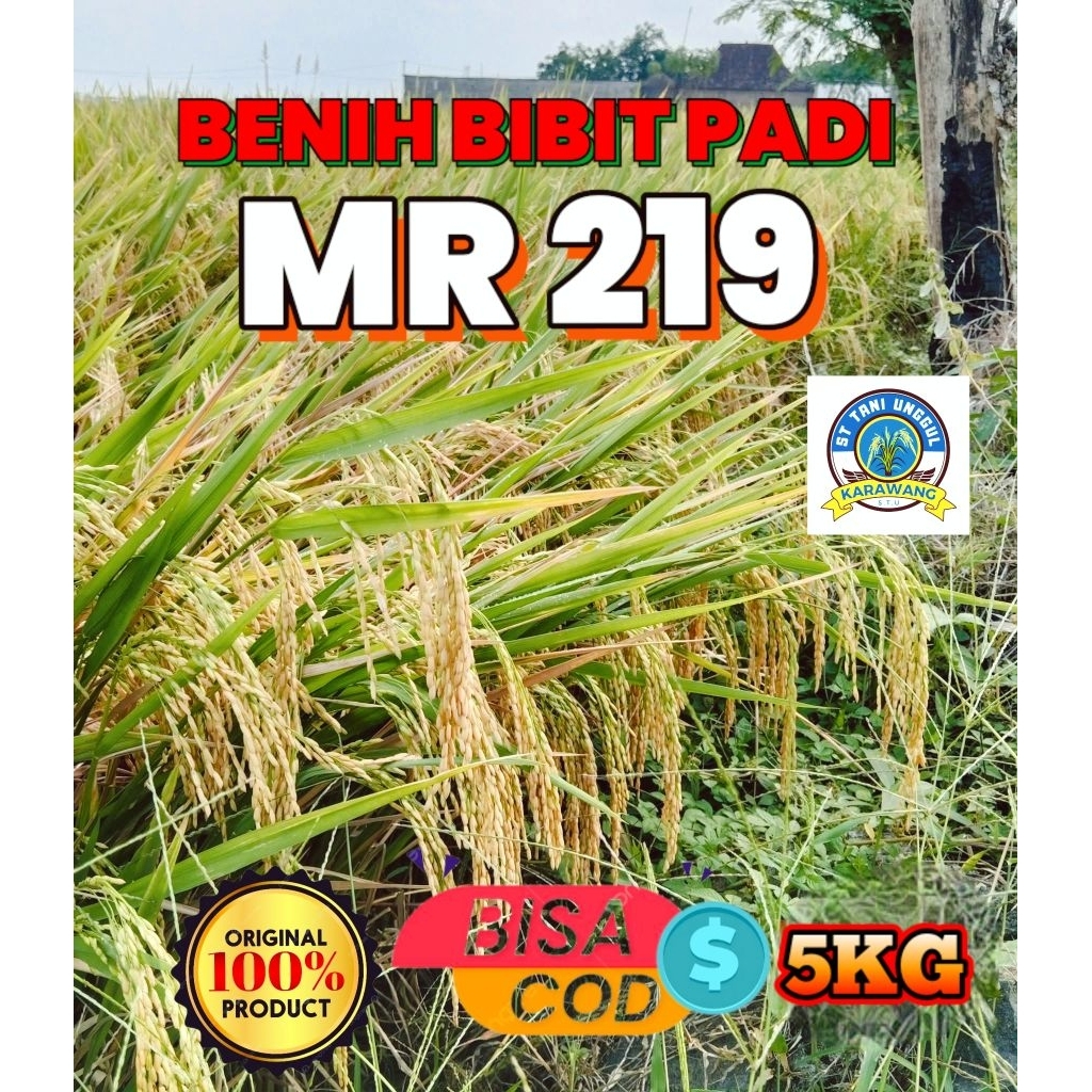 BENIH BIBIT PADI BERKUALITAS MR219 KEMASAN 5KG