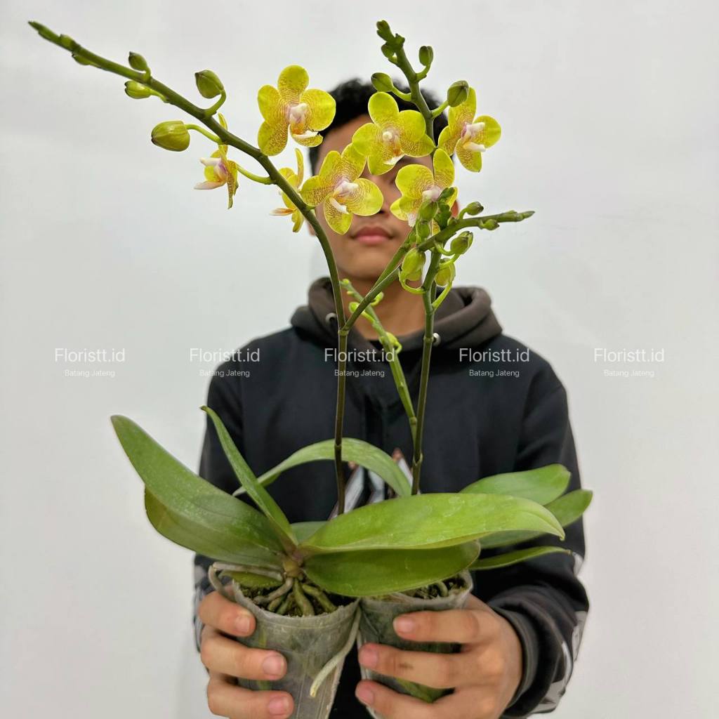 Anggrek Bulan Mini Wangi Soft - Phal. I-Hsin Cutie Honey Fragnant