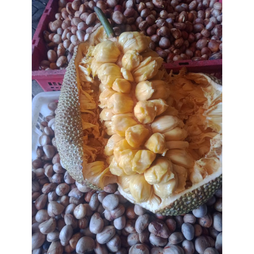 Biji Cempedak dan Nangka / Biji Beton