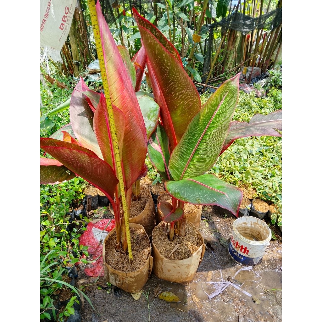 tanaman hias pisang bugis rumpunan