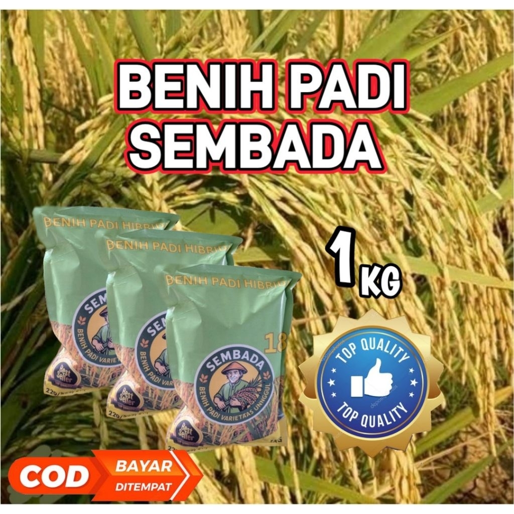 Benih padi hibrida sembada 188 kemasan 1kg. 100% Original kalangan sendiri