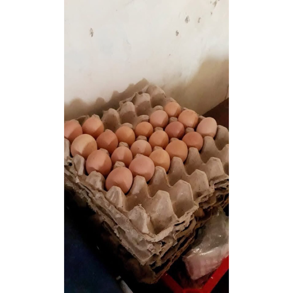 10 Butir Telur Fertil BP3 (Ayam Kampung Modern Unggul)