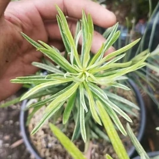 Tanaman Lohansung Varigata - Lohansung Variegata - Bahan Bonsai