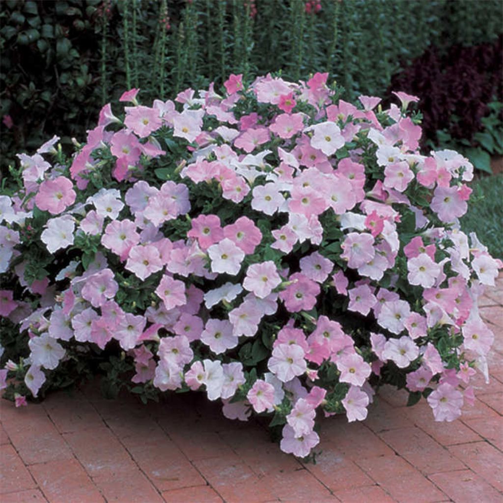 Petunia F1 Wave Misty Lilac