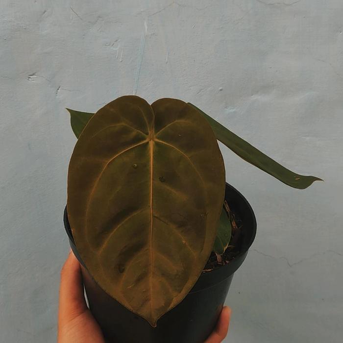 Happyshoping Anthurium Desleri Original Daun Gelap Tanaman Berkualitas Dikirim Pakai Pot Garansi 99