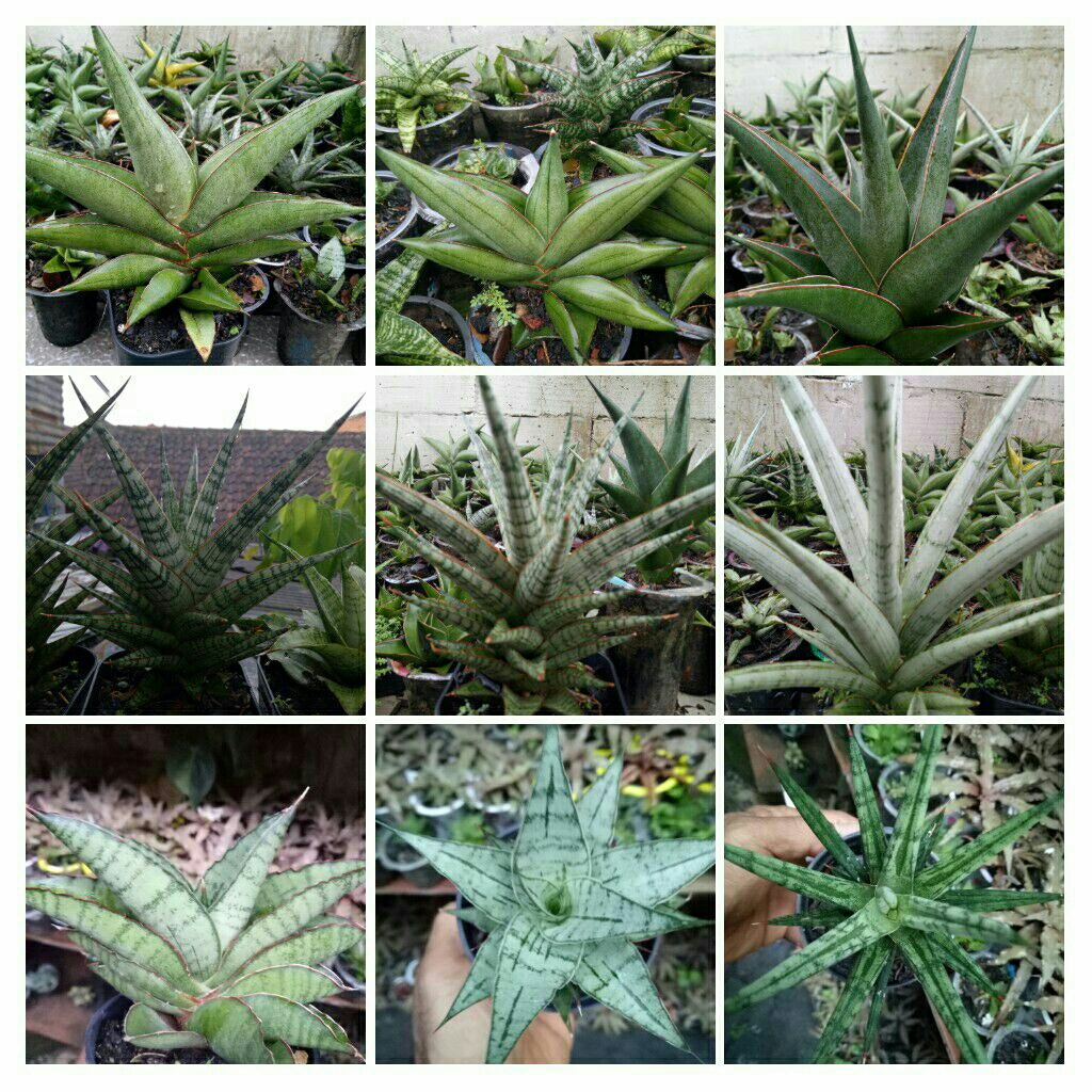 Sanseivera/ Lidah mertua