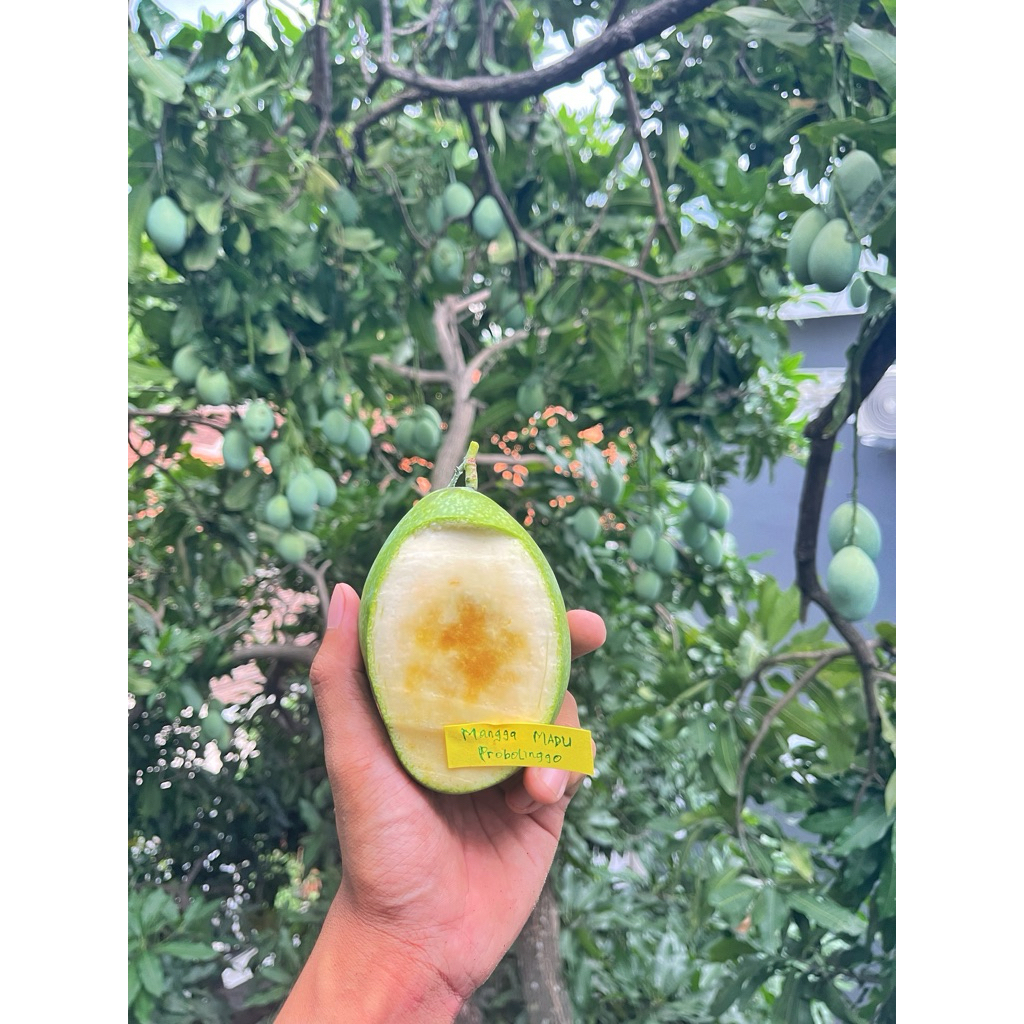 MANGGA MADU MANALAGI Matang pohon asli probolinggo 1kg
