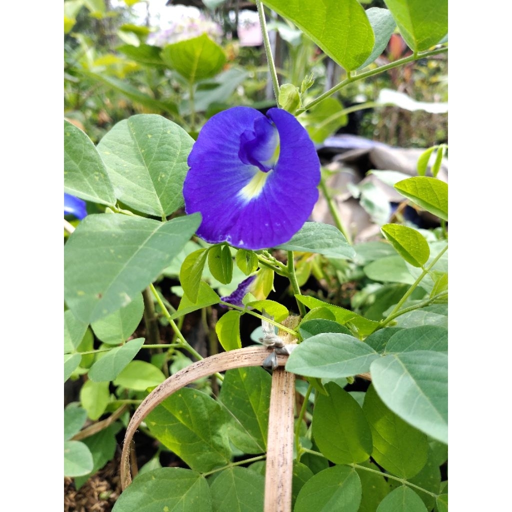 bibit tanaman bunga teleng ungu herbal rambat bunga ungu