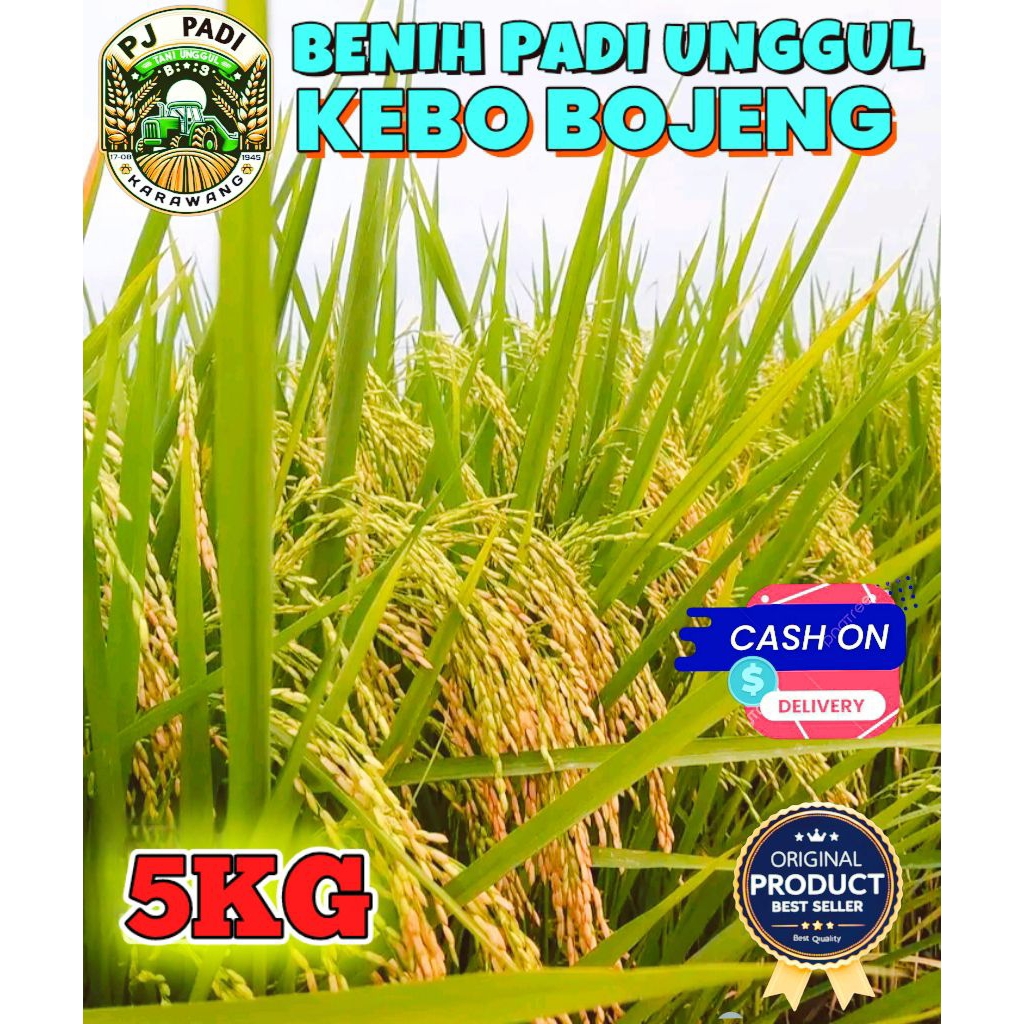 BENIH PADI UNGGUL BERKUALITAS KEBO BOJENG KEMASAN 5KG