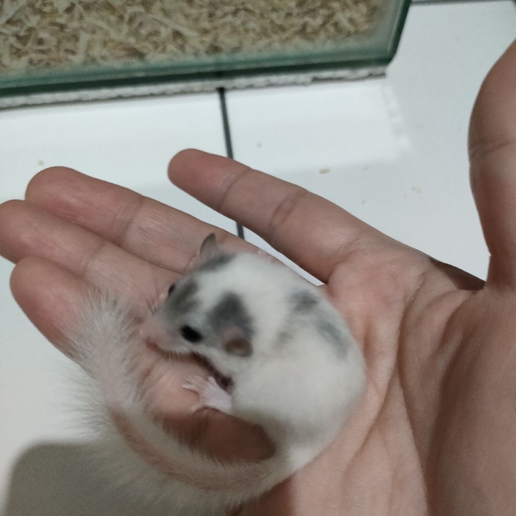 African Pygmy Dormice - Tupai Micro