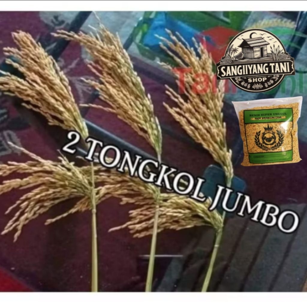 Benih bibit padi 1kg 2 Tongkol jumbo
