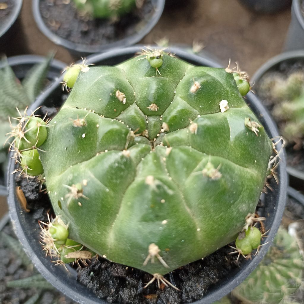 kaktus gymno (full akar) indukan