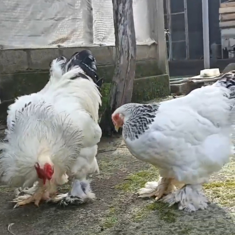 TELUR TETAS AYAM HIAS BRAHMA LIGHT ORIGINAL