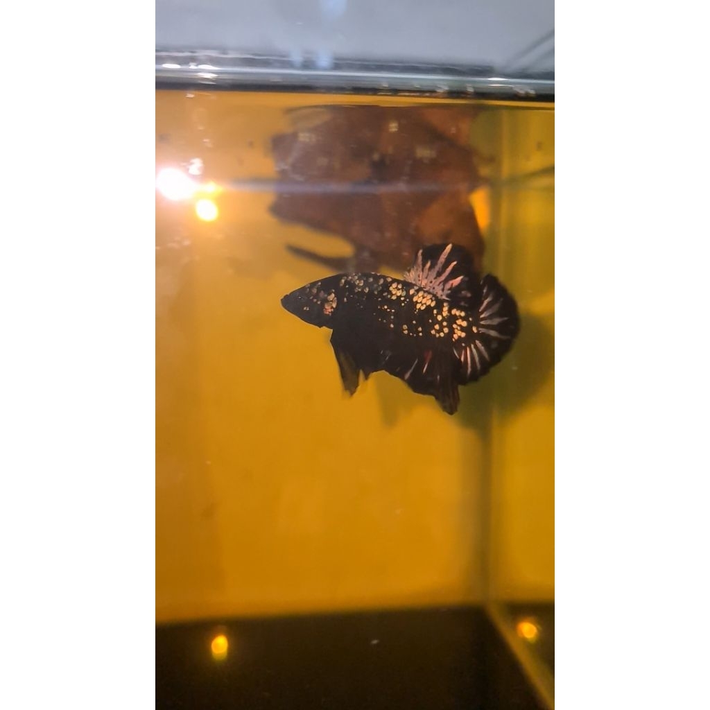 foto ikan cupang avatar 10 ekor