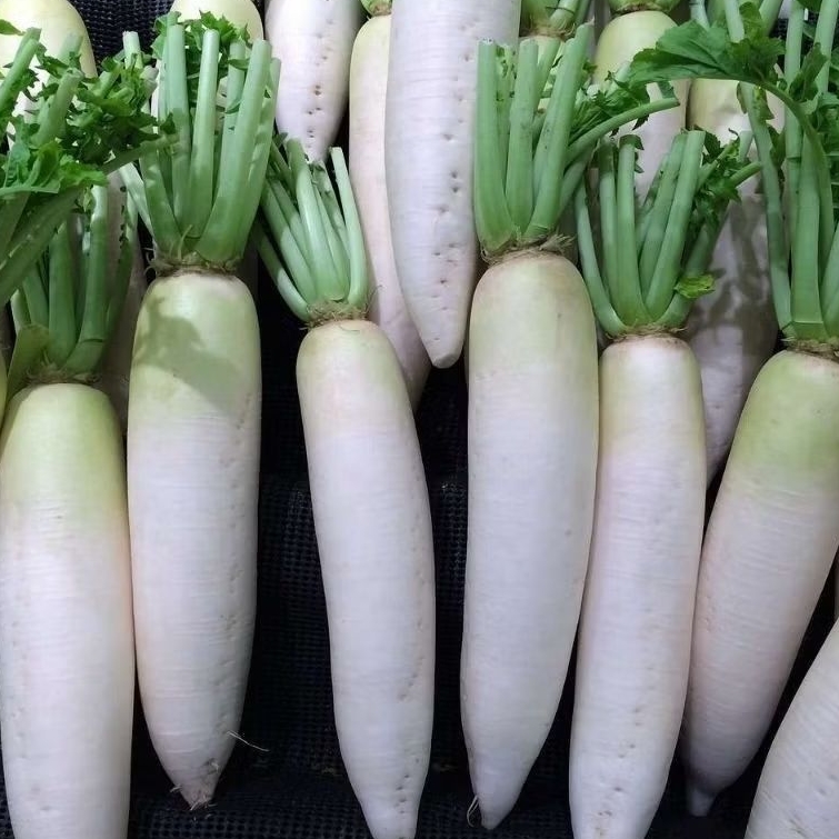 Lobak Putih Segar - Pasar Makassar