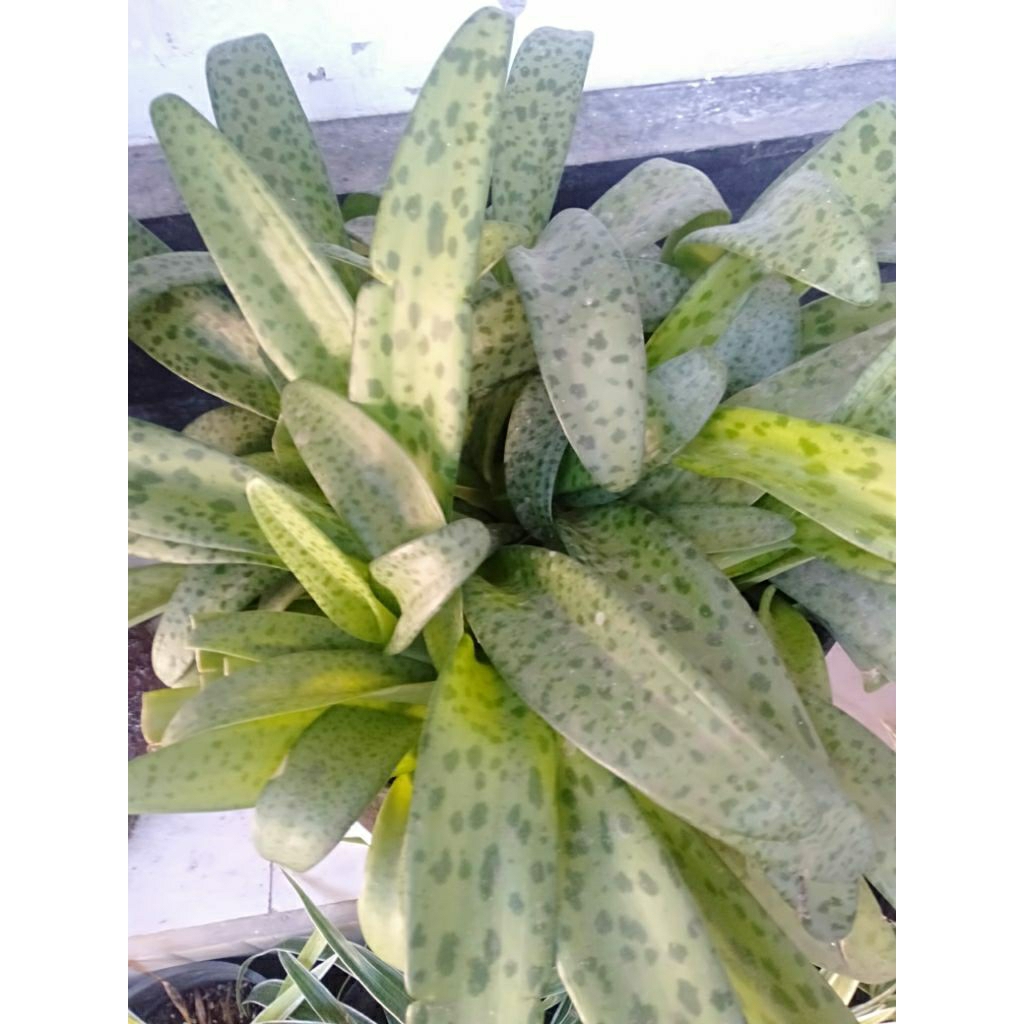 Tanaman hias lidah katak daun bunga outdoor