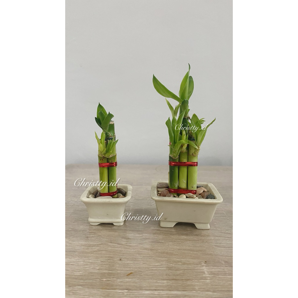 Paket Bambu Hoki + Vas Kotak / Tanaman Rejeki / Lucky Bamboo