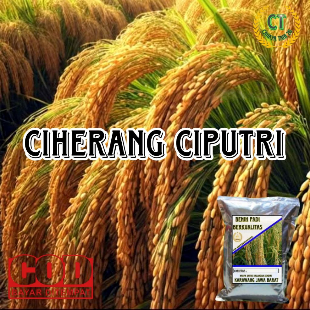 (1KG)BENIH PADI UNGGUL CIHERANG CIPUTRI ( Ciherang Malay panjang )