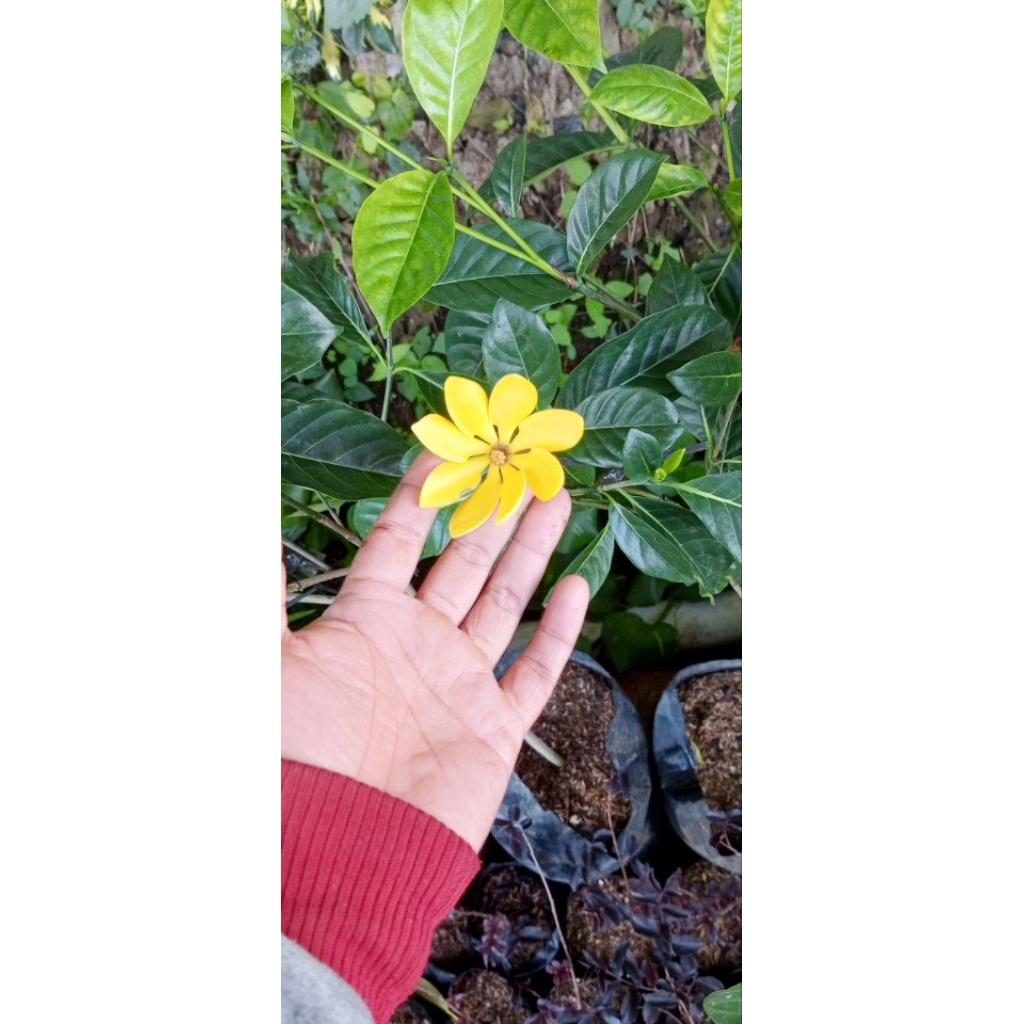 Tanaman bunga kacapiring, Gardenia sootepensis atau Gardenia jasminoides