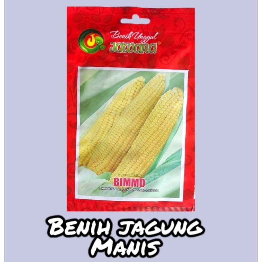 Benih unggul jagung manis Bimmo
