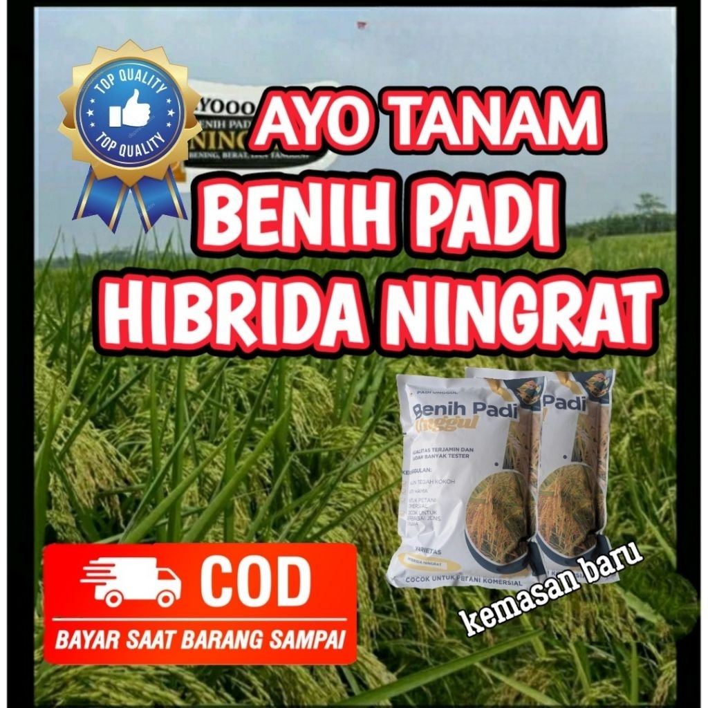 BENIH PADI HIBRIDA NINGRAT 1KG