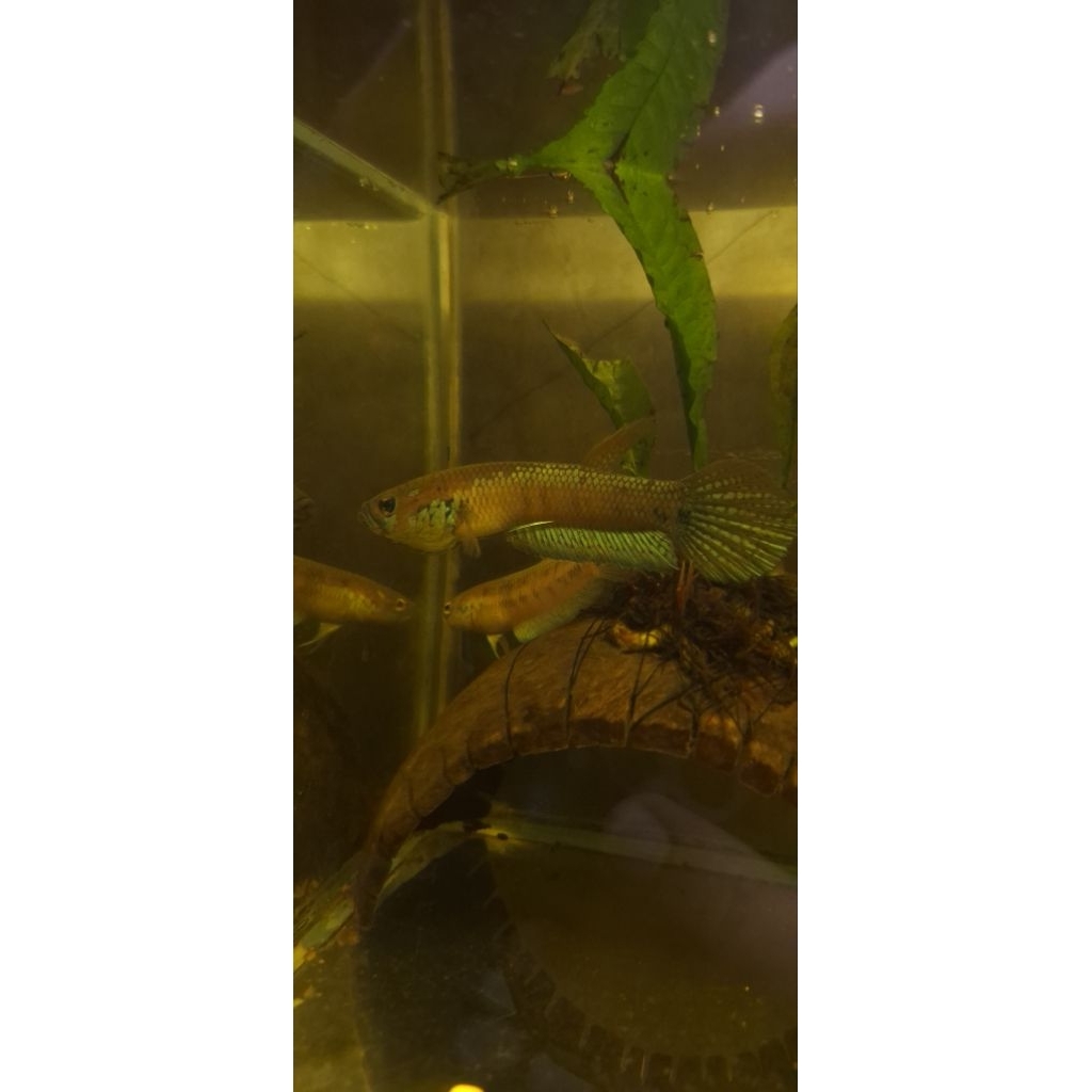 Wild Betta Ocellata